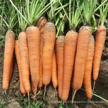 HCA08 Bianer 20 à 25cm de longueur, graines de carotte Op dans les graines de légumes